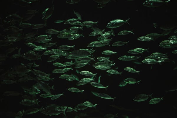 Η άνοδος της θερμοκρασίας των ωκεανών προκαλεί δραματική μείωση της θαλάσσιας ζωής