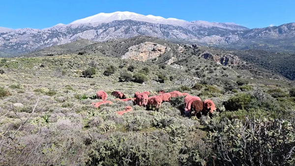 ΠΡΟΒΑΤΑ ΚΟΚΚΙΝΑ 