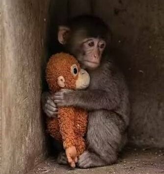 PUNCH ΜΑΙΜΟΥ ΙΑΠΩΝΙΑ