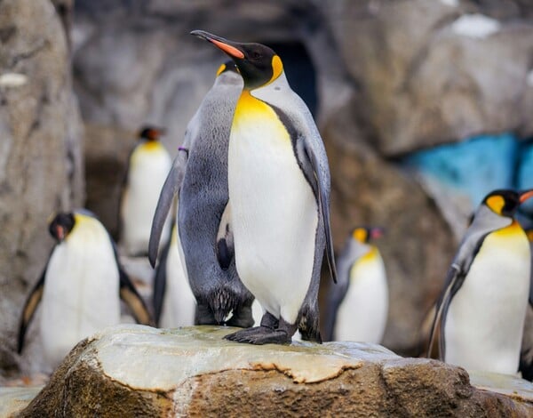 ΑΥΤΟΚΡΑΤΟΡΙΚΟΙ ΠΙΓΚΟΥΙΝΟΙ ΑΝΤΑΡΚΤΙΚΗ