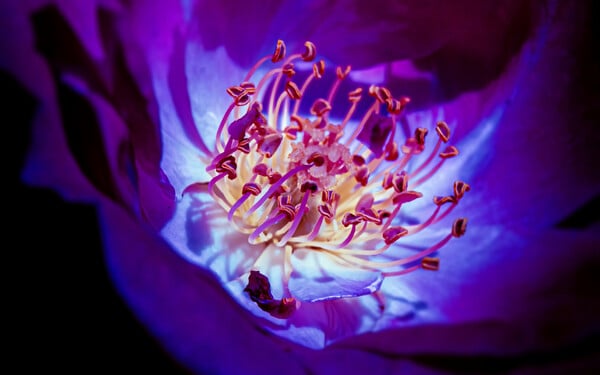 Τροπικά φυτά ανθίζουν μήνες με καθυστέρηση ή πρόωρα λόγω της κλιματικής κρίσης