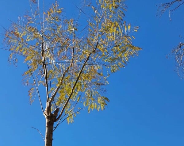 ΛΕΩΦΟΡΟΣ ΒΑΣΙΛΕΩΣ ΚΩΝΣΤΑΝΤΙΝΟΥ ΓΙΑΚΑΡΑΝΤΕΣ