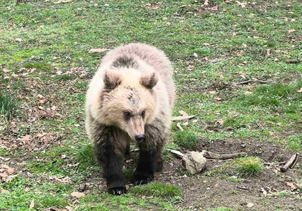 ΝΥΜΦΑΙΟ ΑΡΚΟΥΔΕΣ ΑΡΚΤΟΥΡΟΣ