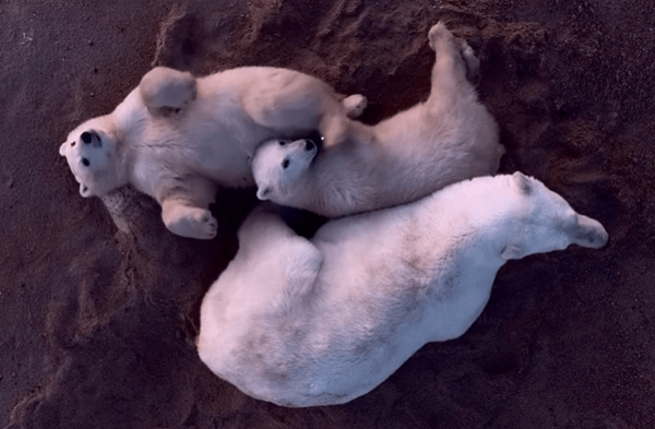 ΠΟΛΙΚΗ ΑΡΚΟΥΔΑ