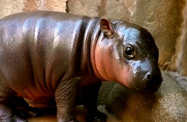 ΠΥΓΜΑΙΟΣ ΙΠΠΟΠΟΤΑΜΟΣ ΑΡΙΖΟΝΑ