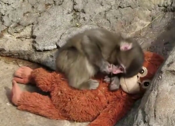 PUNCH ΙΑΠΩΝΙΑ ΜΑΚΑΚΟΣ ΜΑΪΜΟΥ ΛΟΥΤΡΙΝΟ ΠΑΙΧΝΙΔΙ