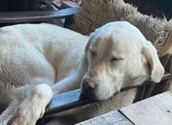 ΣΚΥΛΟΣ ΑΣΠΡΟΥΛΗΣ ΔΙΑΣΩΣΗ ΜΕΤΣΟΒΟ ΟΡΕΙΒΑΤΕΣ