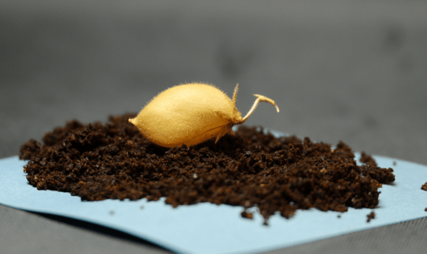 ΣΕΛΗΝΗ ΦΕΓΓΑΡΙ ΡΕΒΙΘΙΑ