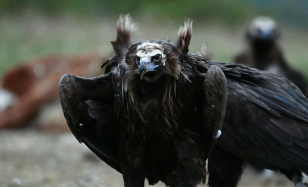 ΜΑΥΡΟΓΥΠΕΣ ΔΑΣΟΣ ΔΑΔΙΑΣ ΕΒΡΟΣ