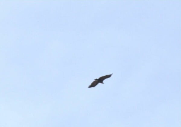 ΜΑΥΡΟΓΥΠΕΣ ΔΑΣΟΣ ΔΑΔΙΑΣ ΕΒΡΟΣ