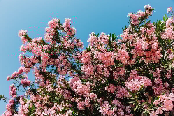Γιατί θέλουν να ξεριζώσουν τις πικροδάφνες από τα σχολεία;