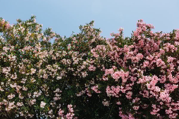 Γιατί θέλουν να ξεριζώσουν τις πικροδάφνες από τα σχολεία;