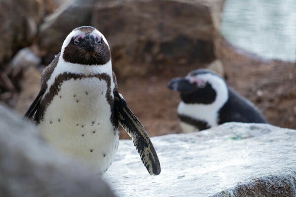 ΑΦΡΙΚΑΝΙΚΟΣ, ΠΙΓΚΟΥΙΝΟΣ