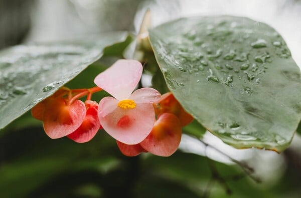 ΚΑΙΡΟΣ ΒΡΟΧΕΣ ΑΘΗΝΑ 