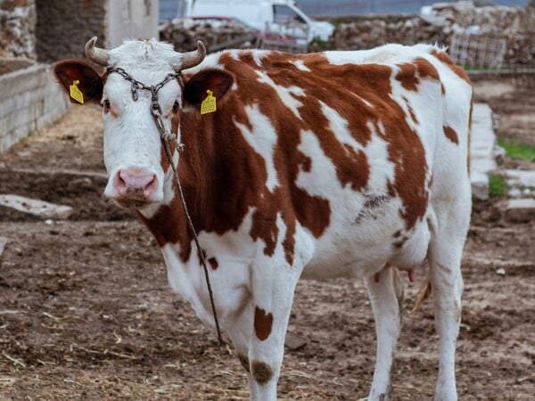 ΑΦΘΩΔΗΣ ΠΥΡΕΤΟΣ ΛΕΣΒΟΣ ΚΡΟΥΣΜΑ ΜΕΤΡΑ