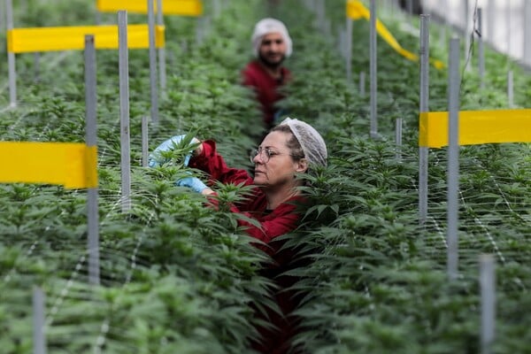 ΦΑΡΜΑΚΕΥΤΙΚΗ ΚΑΝΝΑΒΗ ΕΡΕΥΝΑ ΨΥΧΙΚΕΣ ΔΙΑΤΑΡΑΧΕΣ