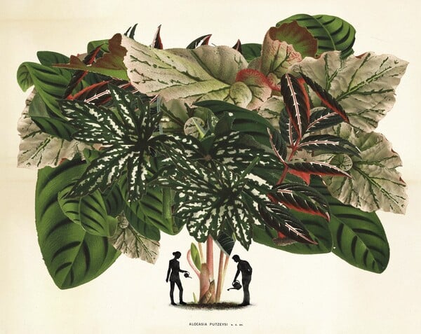 Φτιάξαμε ινσταγκραμικούς κήπους. Ξοδέψαμε περιουσίες. Τώρα μαράθηκαν όλα.