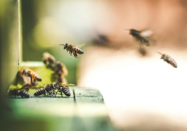 ΜΕΛΙΣΣΑ ΤΣΙΜΠΗΜΑ ΝΕΚΡΟΣ ΝΑΥΠΛΙΟ