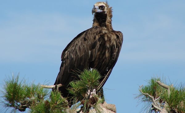 ΘΑΝΑΤΩΣΗ ΜΑΥΡΟΓΥΠΑΣ ΔΑΣΟΣ ΔΑΔΙΑ