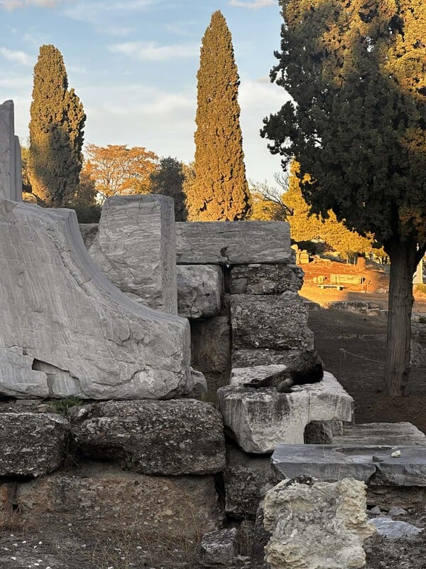 Πέθανε η Λουκία, η πιο δημοφιλής γάτα της Ακρόπολης
