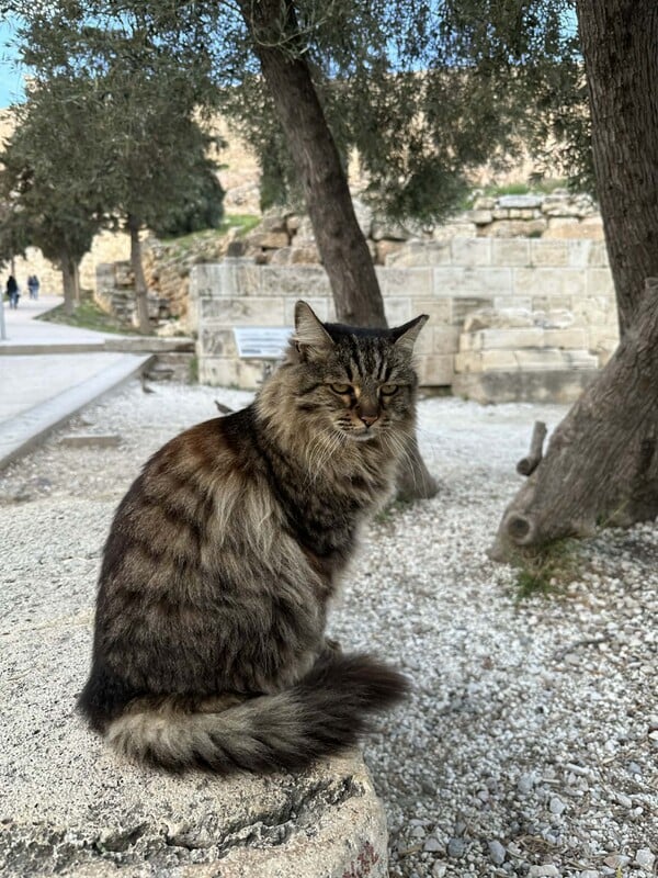 Πέθανε η Λουκία, η πιο δημοφιλής γάτα της Ακρόπολης