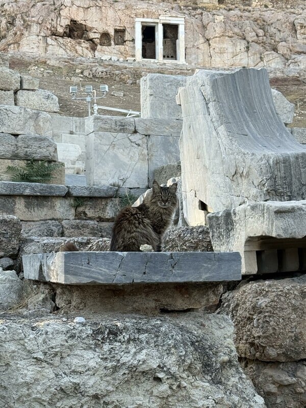 Πέθανε η Λουκία, η πιο δημοφιλής γάτα της Ακρόπολης