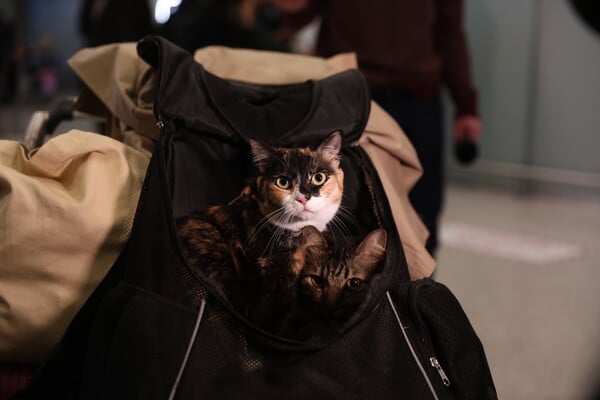 ΕΛΛΗΝΕΣ ΚΑΤΟΙΚΙΔΙΑ ΕΠΑΝΑΠΑΤΡΙΣΜΟΣ ΕΛΛΑΔΑ ΜΕΣΗ ΑΝΑΤΟΛΗ