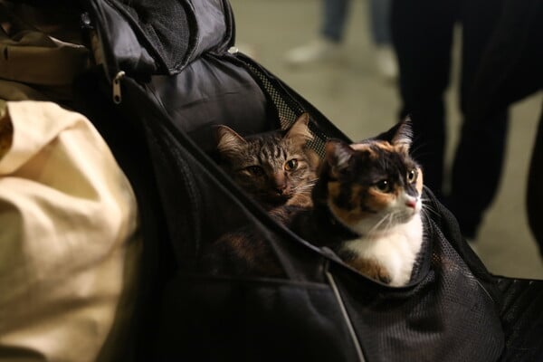 ΕΛΛΗΝΕΣ ΚΑΤΟΙΚΙΔΙΑ ΕΠΑΝΑΠΑΤΡΙΣΜΟΣ ΕΛΛΑΔΑ ΜΕΣΗ ΑΝΑΤΟΛΗ