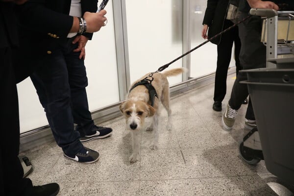 ΕΛΛΗΝΕΣ ΚΑΤΟΙΚΙΔΙΑ ΕΠΑΝΑΠΑΤΡΙΣΜΟΣ ΕΛΛΑΔΑ ΜΕΣΗ ΑΝΑΤΟΛΗ