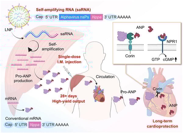 ΚΑΡΔΙΑ RNA ΘΕΡΑΠΕΙΑ ΕΜΦΡΑΓΜΑ