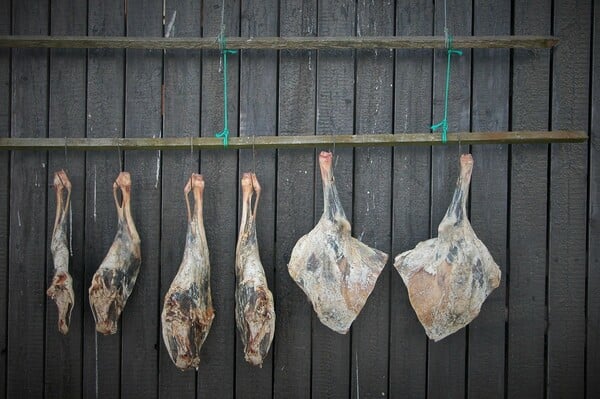 Ο Πυθέας ο Μασσαλιώτης, τα Νησιά Φερόε και η προβατίνα