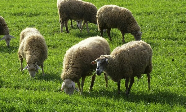 ΑΦΘΩΔΗΣ ΠΥΡΕΤΟΣ ΛΕΣΒΟΣ ΜΕΤΡΑ