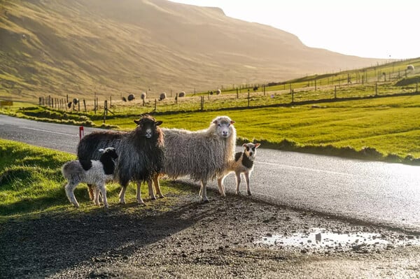Ο Πυθέας ο Μασσαλιώτης, τα Νησιά Φερόε και η προβατίνα