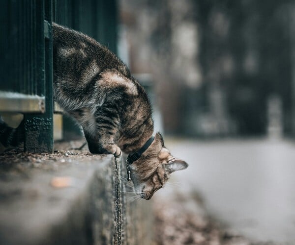 ΓΑΤΕΣ ΕΡΕΥΝΑ