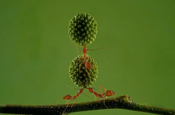 Το βραβευμένο πορτρέτο ενός ψαρά από το Βιετνάμ ξεχώρισε στο LCE Photographer of the Year 2026