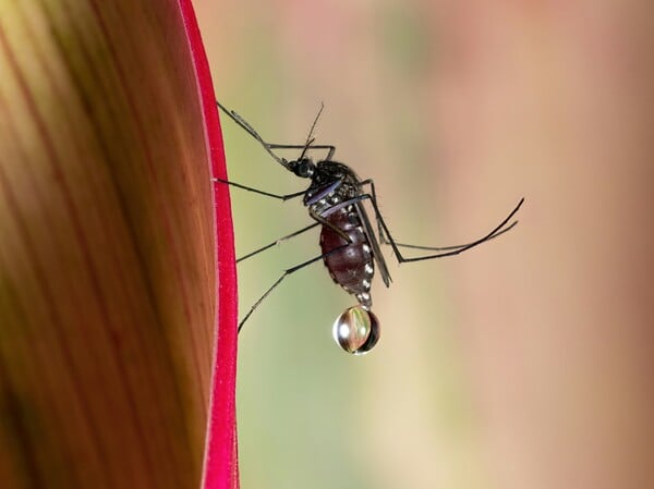 ΚΟΥΝΟΥΠΙΑ ΕΡΕΥΝΑ ΤΣΙΜΠΗΜΑ