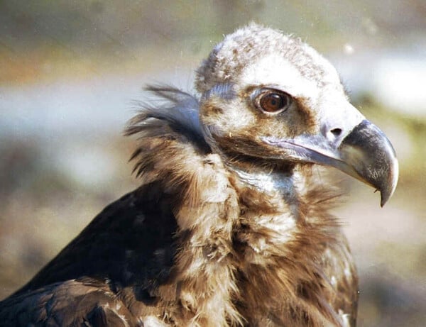 ΜΑΥΡΟΓΥΠΕΣ ΔΗΛΗΤΗΡΙΑΣΜΕΝΟΙ ΔΑΔΙΑ 