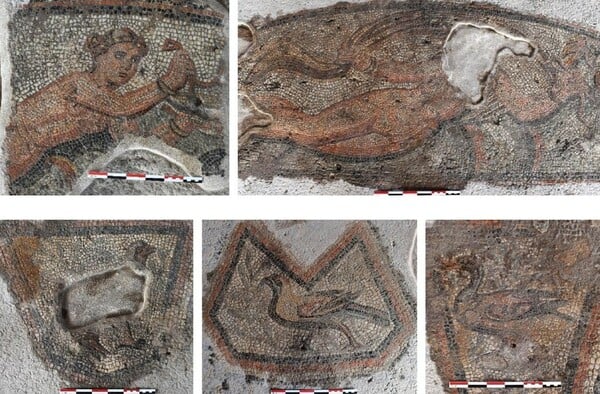 ΑΜΥΝΤΑΙΟ ΦΛΩΡΙΝΑ ΕΠΑΥΛΗ