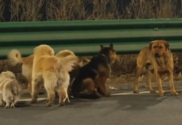 ΣΚΥΛΙΑ ΚΙΝΑ VIRAL ΣΠΙΤΙ