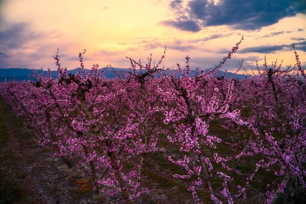 ΒΕΡΟΙΑ ΡΟΔΑΚΙΝΙΕΣ ΗΜΑΘΙΑ