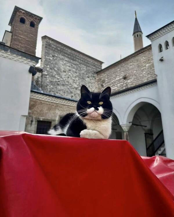 Ο «Γλύκας» του Τοπκαπί, ένας πρίγκιψ των γάτων