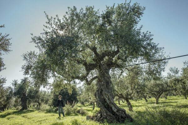 «Η δυτική πλευρά της Ελλάδας έχει μια ατίθαση δύναμη και ένα πολύ ιδιαίτερο φως»