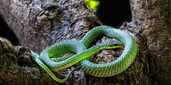 ΚΑΜΠΟΤΖΗ ΣΠΗΛΑΙΟ ΕΙΔΗ ΖΩΑ