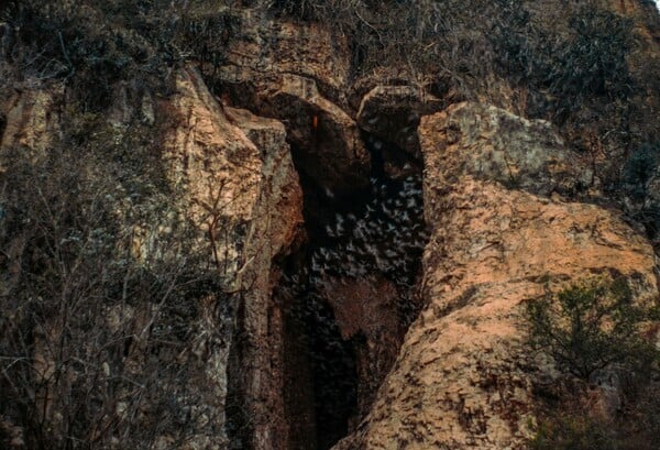 ΚΑΜΠΟΤΖΗ ΣΠΗΛΑΙΟ ΕΙΔΗ ΖΩΑ