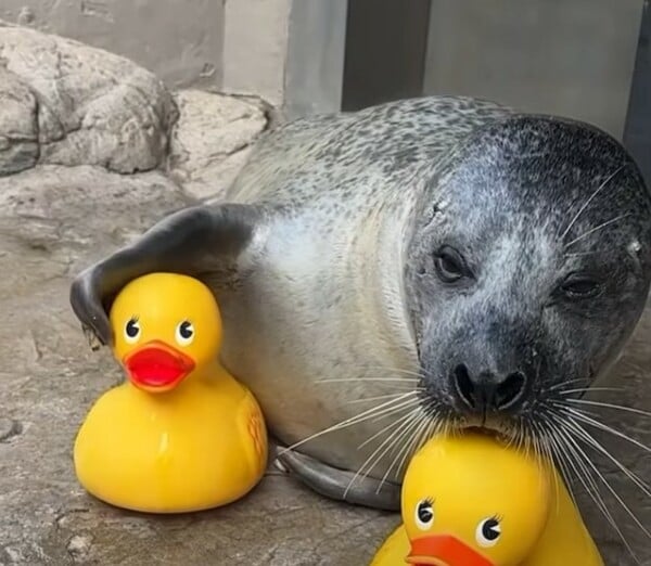 ΦΩΚΙΑ ΒΟΣΤΟΝΗ ΠΛΑΣΤΙΚΑ ΠΑΠΑΚΙΑ