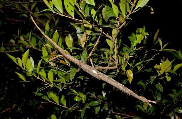 ΓΙΓΑΝΤΙΟ ΕΝΤΟΜΟ ΦΑΣΜΙΔΙΟ