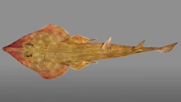 ΚΑΡΧΑΡΙΑΣ ΚΙΘΑΡΑ