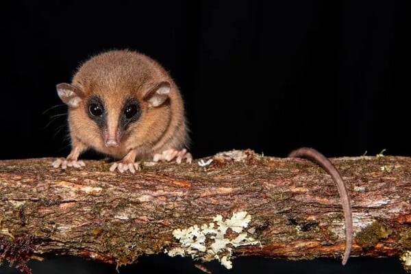 ΟΠΟΣΟΥΜ ΠΟΝΤΙΚΟΣ