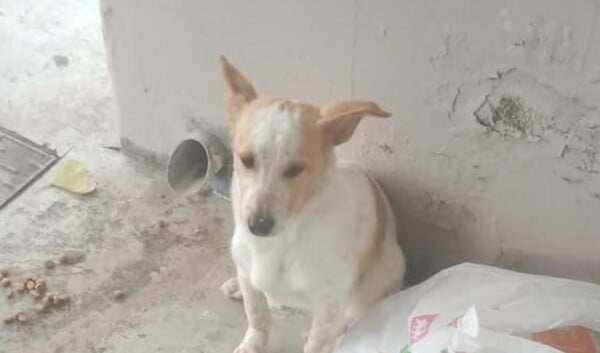 ΣΚΥΛΟΣ ΛΕΜΕΣΟΣ ΣΤΑΣΗ ΛΕΟΦΩΡΕΙΟΥ ΕΓΚΑΤΑΛΕΙΨΗ