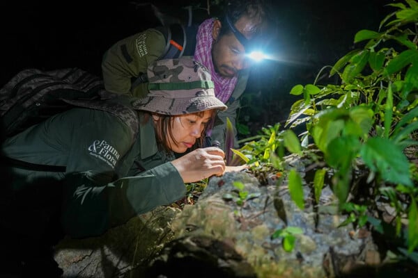 Τιρκουάζ οχιά και «ιπτάμενο φίδι» ανάμεσα στα σπάνια είδη που ανακαλύφθηκαν σε σπήλαιο στην Καμπότζη